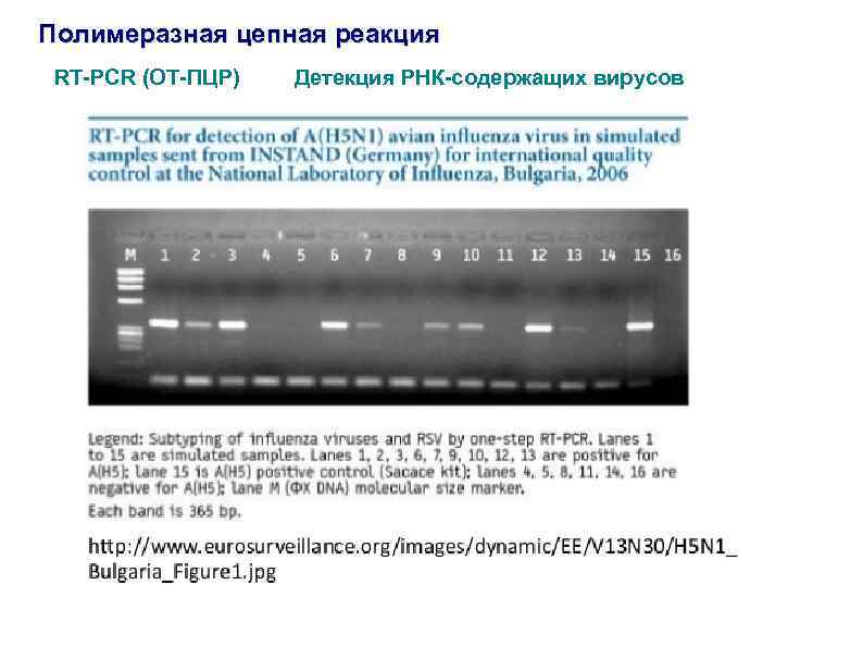 Полимеразная цепная реакция RT-PCR (ОТ-ПЦР) Детекция РНК-содержащих вирусов 