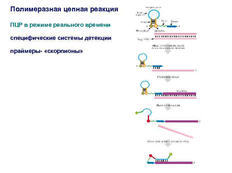 Полимеразная цепная реакция ПЦР в режиме реального времени специфические системы детекции праймеры- «скорпионы» 