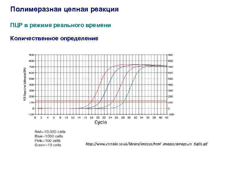 Пцр в реальном времени схема