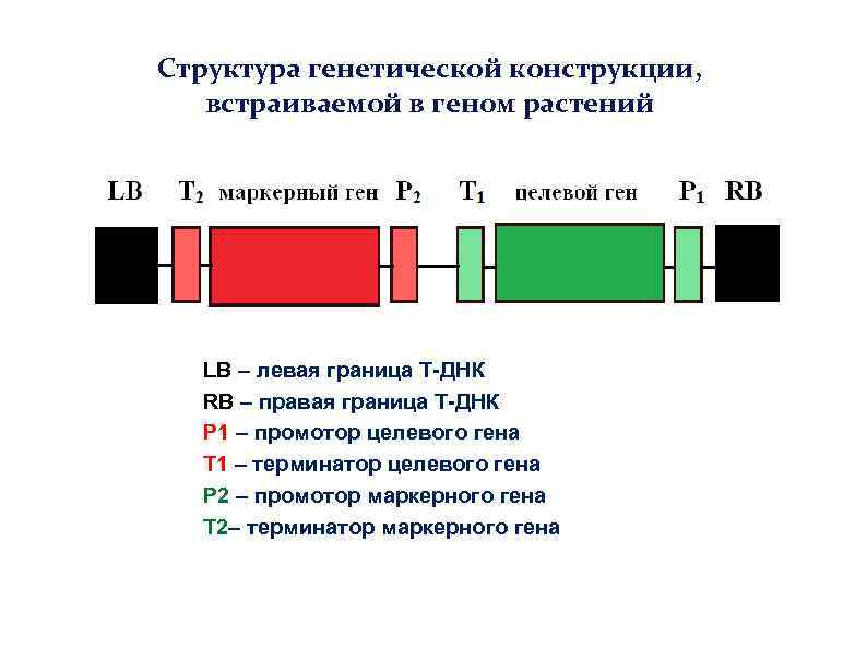 Структура генетической конструкции, встраиваемой в геном растений LB – левая граница Т-ДНК RB –