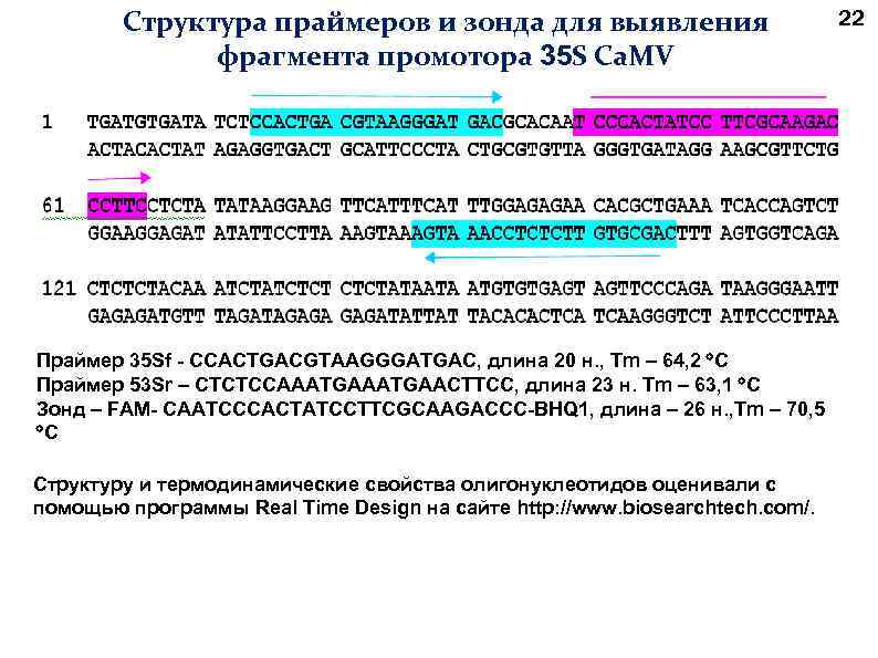 Структура праймеров и зонда для выявления фрагмента промотора 35 S Ca. MV Праймер 35