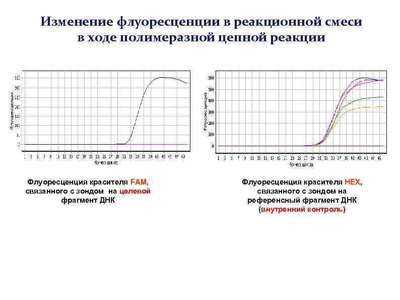 Изменение флуоресценции в реакционной смеси в ходе полимеразной цепной реакции Флуоресценция красителя FAM, связанного