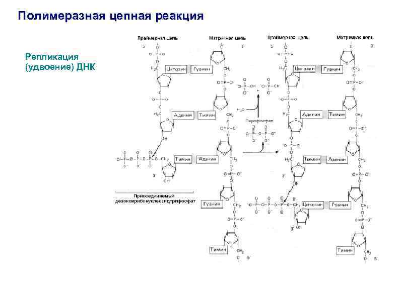 Полимеразная цепная реакция Репликация (удвоение) ДНК 