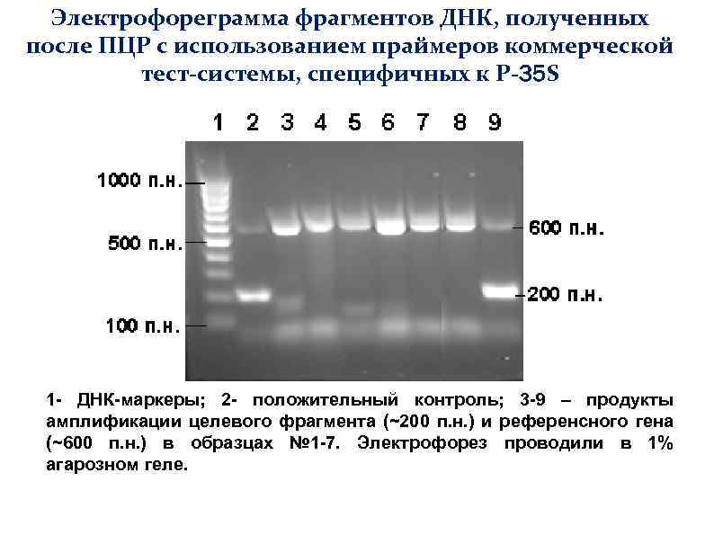 Электрофореграмма фрагментов ДНК, полученных после ПЦР с использованием праймеров коммерческой тест-системы, специфичных к Р-35