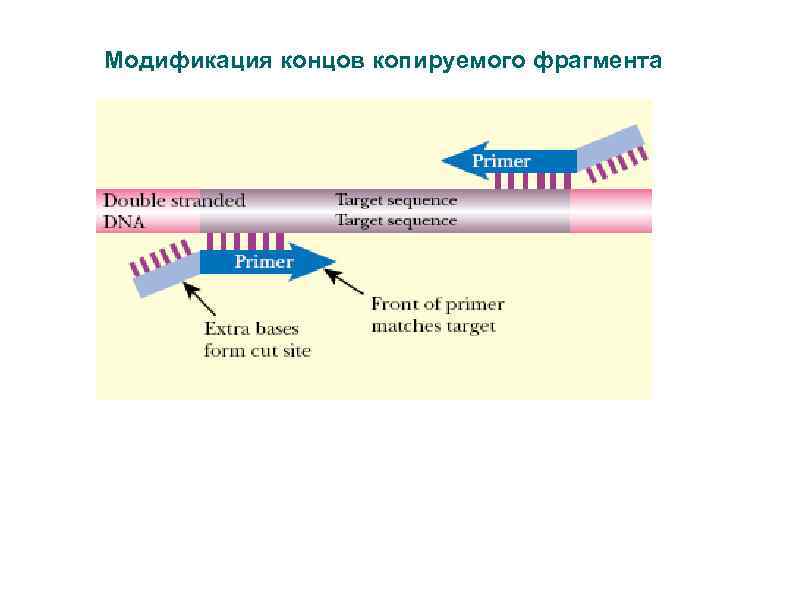 Модификация концов копируемого фрагмента 