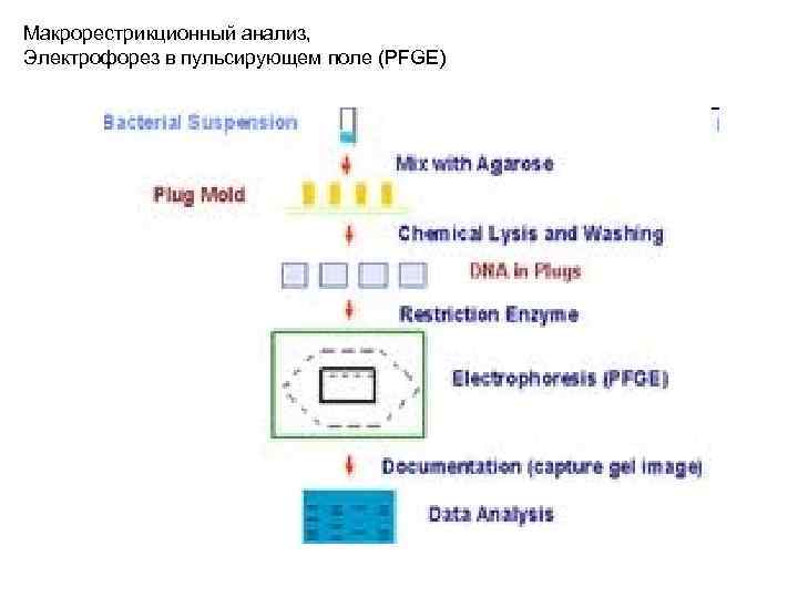 Макрорестрикционный анализ, Электрофорез в пульсирующем поле (PFGE) 