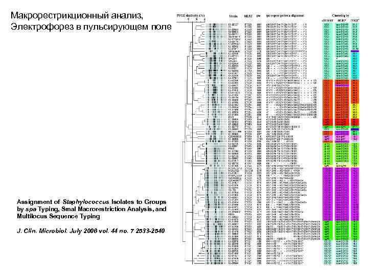 Макрорестрикционный анализ, Электрофорез в пульсирующем поле Assignment of Staphylococcus Isolates to Groups by spa