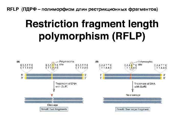 RFLP (ПДРФ – полиморфизм длин рестрикционных фрагментов) 