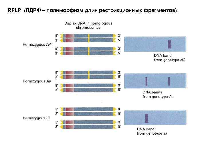 RFLP (ПДРФ – полиморфизм длин рестрикционных фрагментов) 