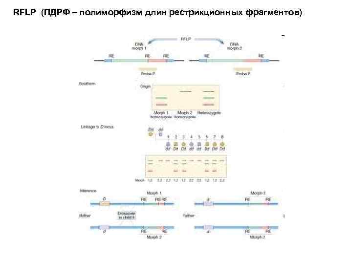 RFLP (ПДРФ – полиморфизм длин рестрикционных фрагментов) 