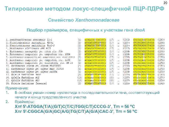 20 Типирование методом локус-специфичной ПЦР-ПДРФ Семейство Xanthomonadaceae Подбор праймеров, специфичных к участкам гена dna.