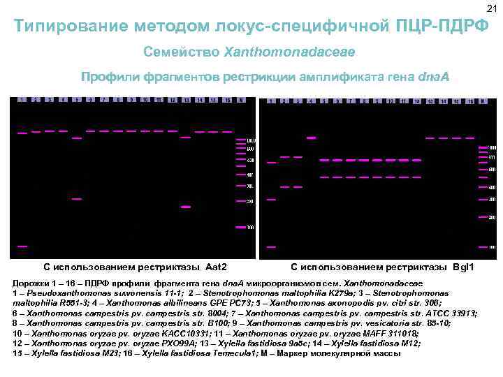 21 Типирование методом локус-специфичной ПЦР-ПДРФ Семейство Xanthomonadaceae Профили фрагментов рестрикции амплификата гена dna. A