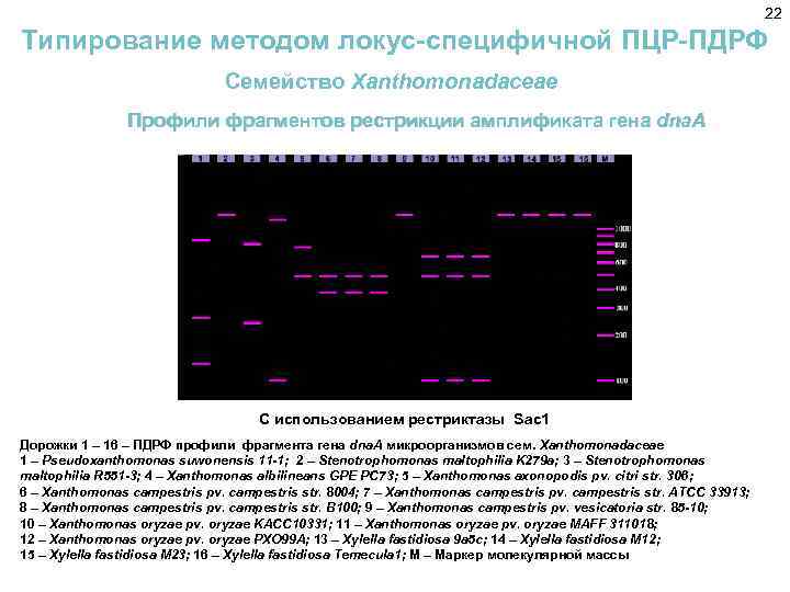 22 Типирование методом локус-специфичной ПЦР-ПДРФ Семейство Xanthomonadaceae Профили фрагментов рестрикции амплификата гена dna. A