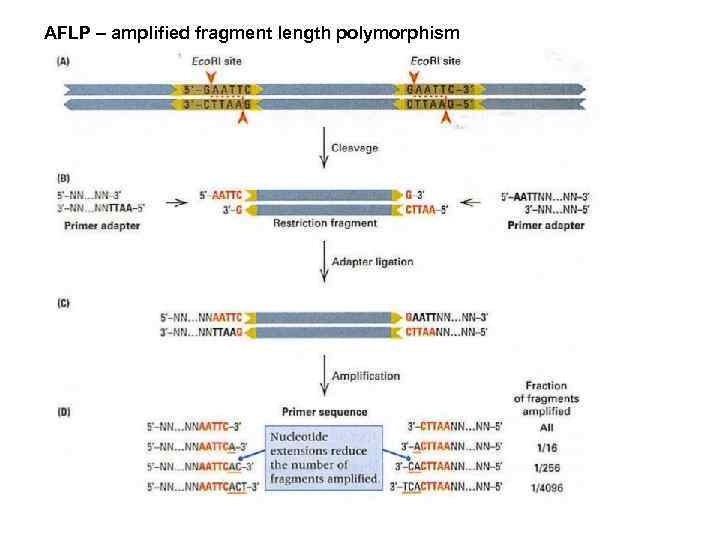 AFLP – amplified fragment length polymorphism 
