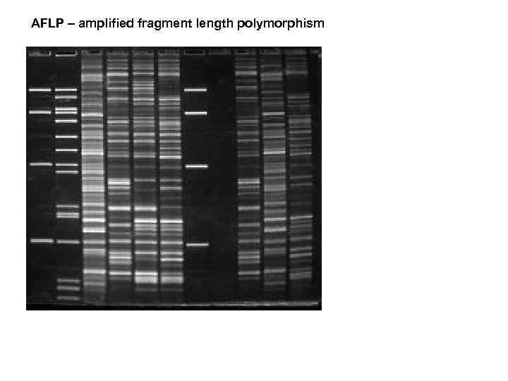 AFLP – amplified fragment length polymorphism 