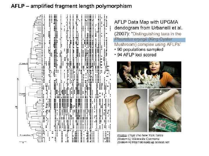AFLP – amplified fragment length polymorphism 