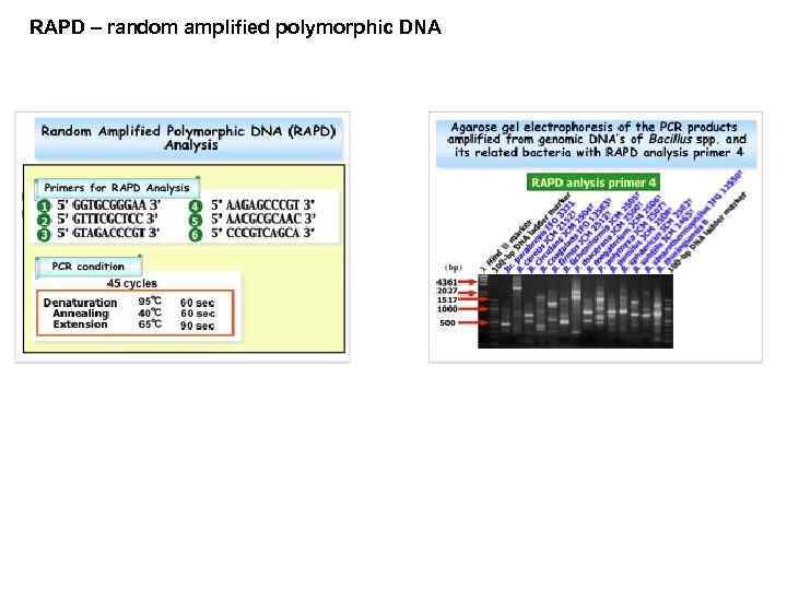 RAPD – random amplified polymorphic DNA 
