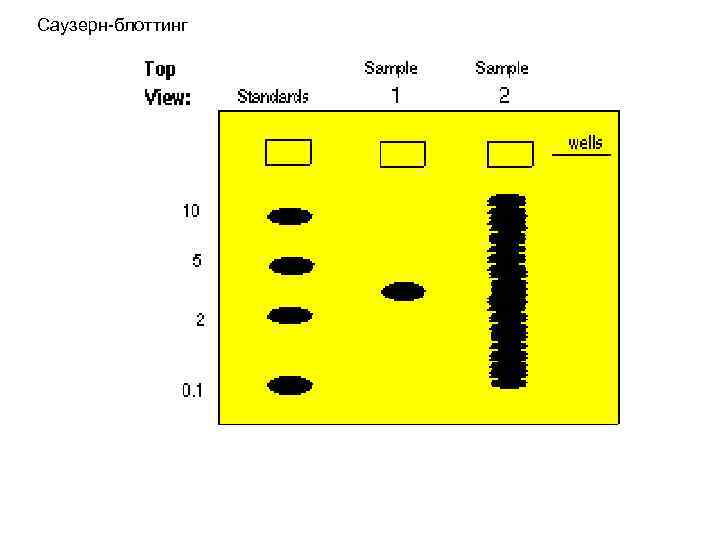 Саузерн-блоттинг 