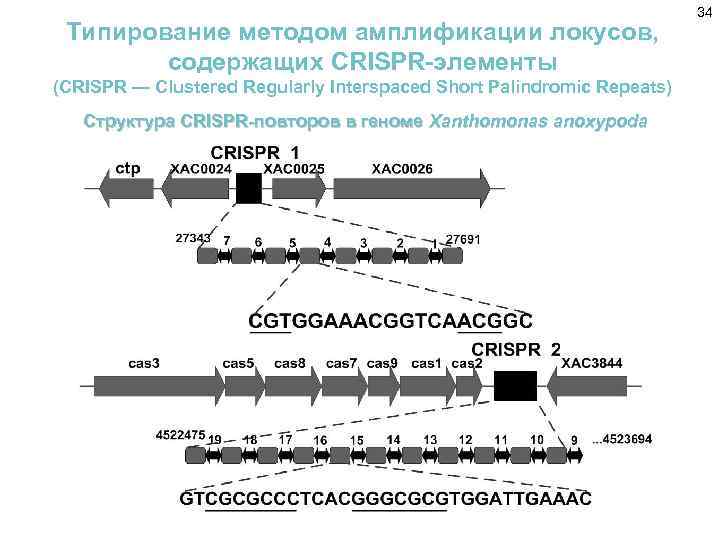 Типирование методом амплификации локусов, содержащих CRISPR-элементы (CRISPR — Clustered Regularly Interspaced Short Palindromic Repeats)