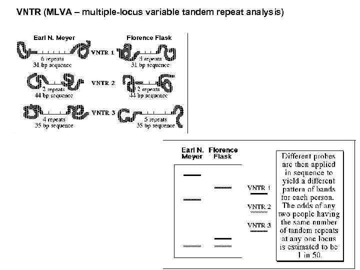 VNTR (MLVA – multiple-locus variable tandem repeat analysis) 
