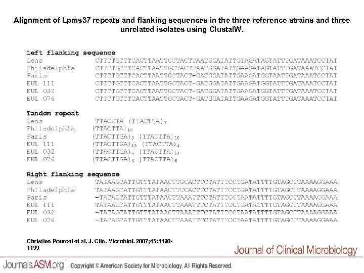 Alignment of Lpms 37 repeats and flanking sequences in the three reference strains and