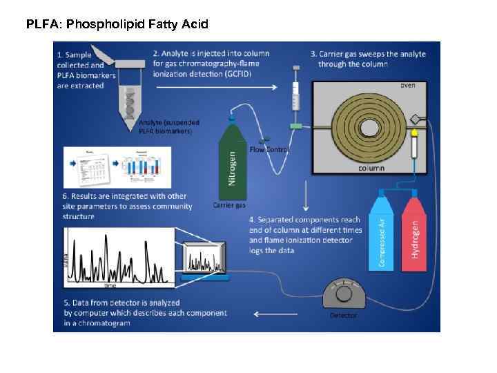 PLFA: Phospholipid Fatty Acid 
