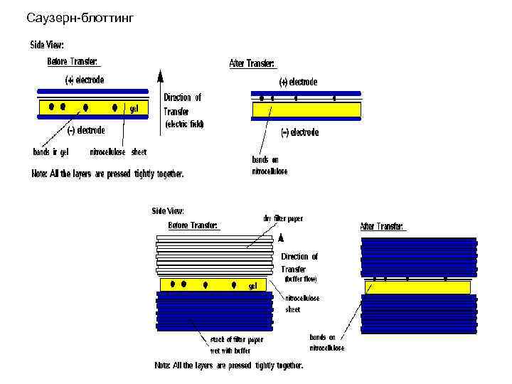 Саузерн-блоттинг 