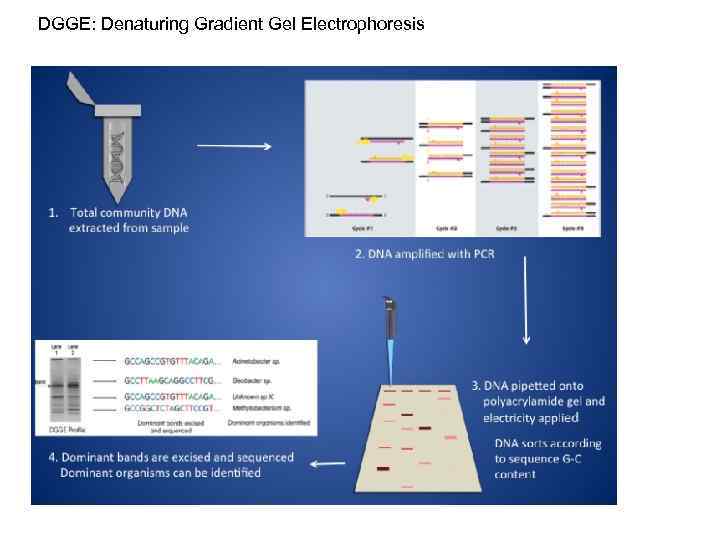 DGGE: Denaturing Gradient Gel Electrophoresis 