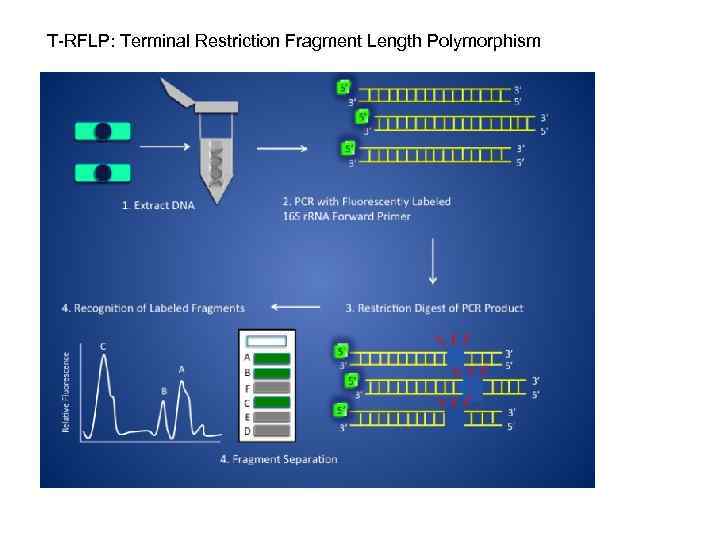 T-RFLP: Terminal Restriction Fragment Length Polymorphism 
