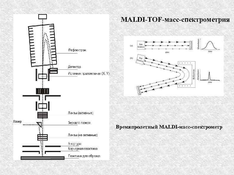 MALDI-TOF-масс-спектрометрия Времяпролетный MALDI-масс-спектрометр 