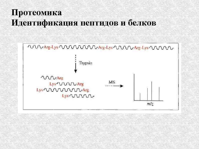 Протеомика Идентификация пептидов и белков 