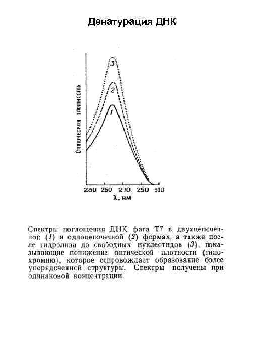 Денатурация ДНК 
