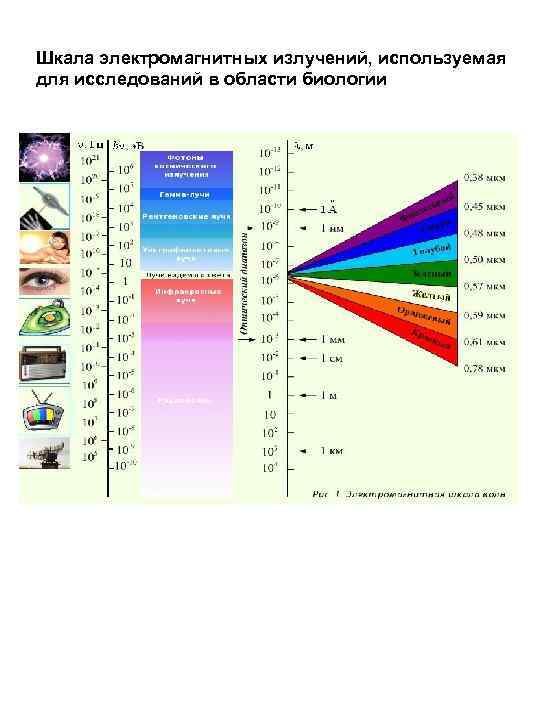 Шкала электромагнитных излучений, используемая для исследований в области биологии 