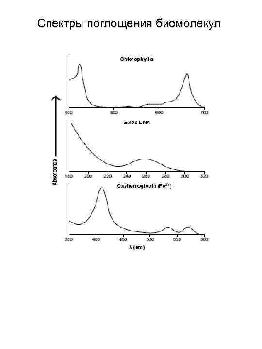 Спектры поглощения биомолекул 