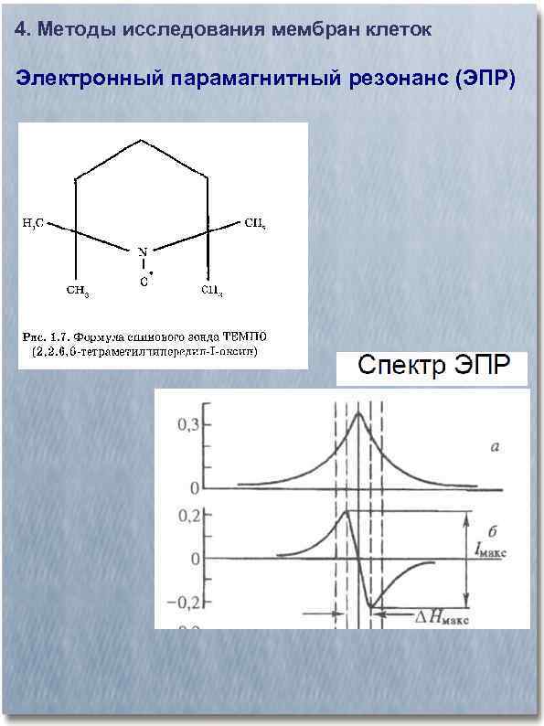 4. Методы исследования мембран клеток Электронный парамагнитный резонанс (ЭПР) 