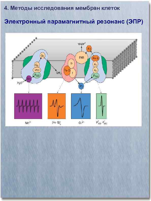 4. Методы исследования мембран клеток Электронный парамагнитный резонанс (ЭПР) 