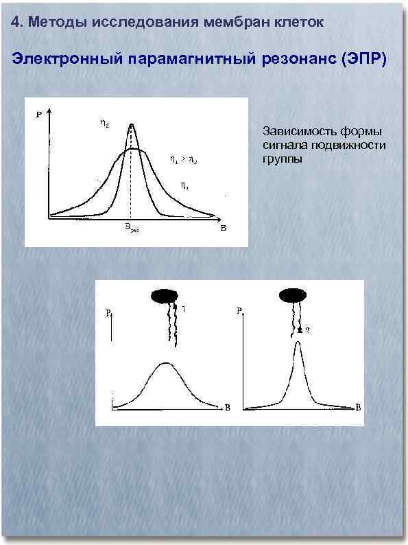 4. Методы исследования мембран клеток Электронный парамагнитный резонанс (ЭПР) Зависимость формы сигнала подвижности группы