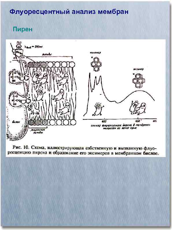 Флуоресцентный анализ мембран Пирен 