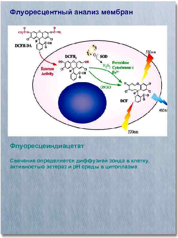 Флуоресцентный анализ мембран Флуоресцеиндиацетат Свечение определяется диффузией зонда в клетку, активностью эстераз и р.