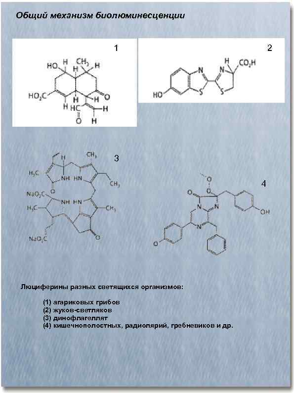 Общий механизм биолюминесценции 1 2 3 4 Люциферины разных светящихся организмов: (1) агариковых