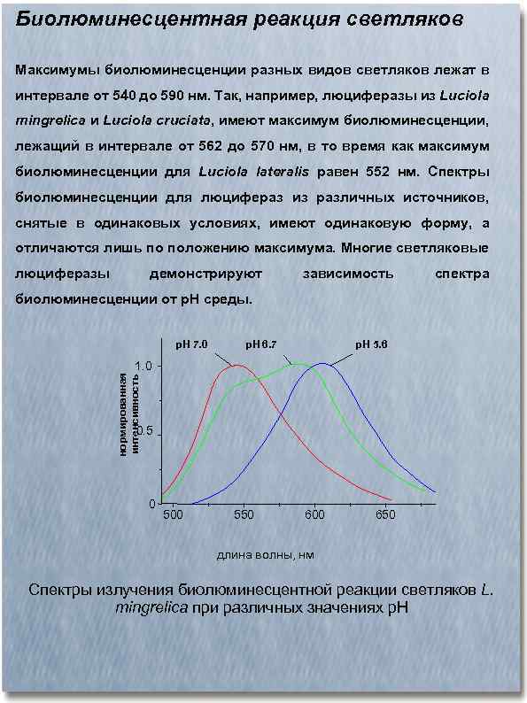 Биолюминесцентная реакция светляков Максимумы биолюминесценции разных видов светляков лежат в интервале от 540 до