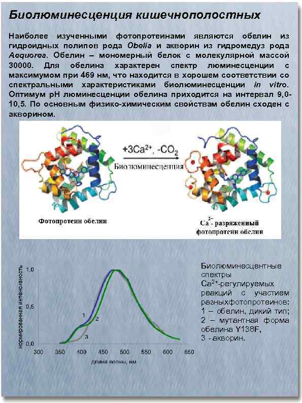 Биолюминесценция кишечнополостных Наиболее изученными фотопротеинами являются обелин из гидроидных полипов рода Obelia и акворин