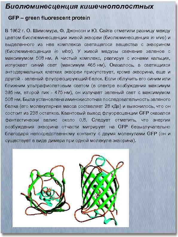 Биолюминесценция кишечнополостных GFP – green fluorescent protein В 1962 г. О. Шимомура, Ф. Джонсон