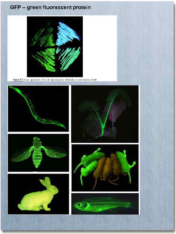 GFP – green fluorescent protein 