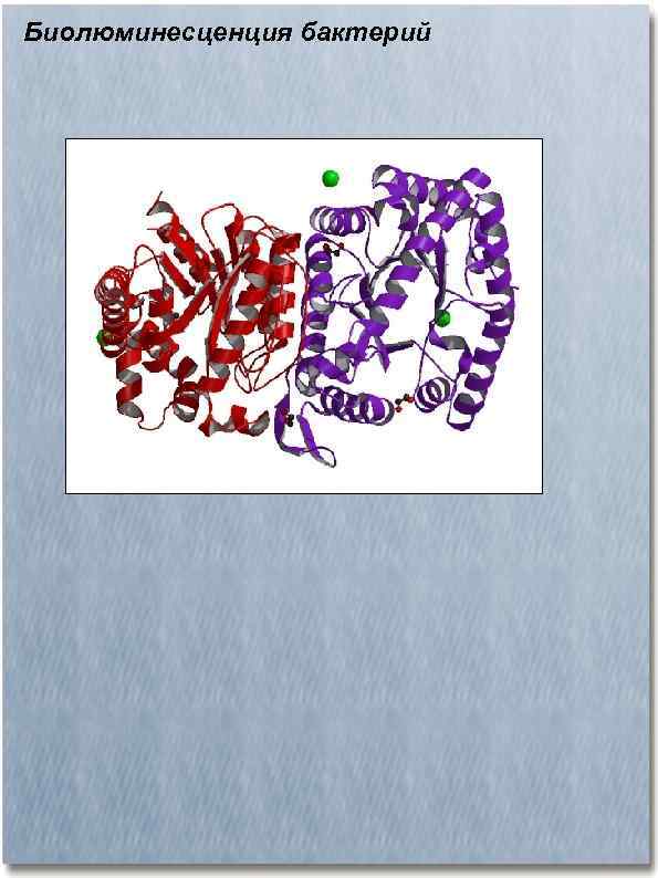 Биолюминесценция бактерий 