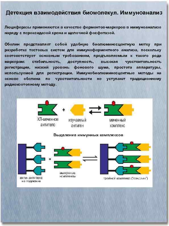 Детекция взаимодействия биомолекул. Иммуноанализ Люциферазы применяются в качестве ферментов-маркеров в иммуноанализе наряду с пероксидазой