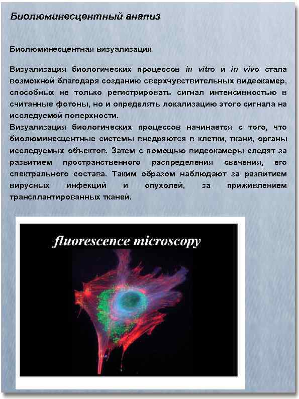 Биолюминесцентный анализ Биолюминесцентная визуализация Визуализация биологических процессов in vitro и in vivo стала возможной