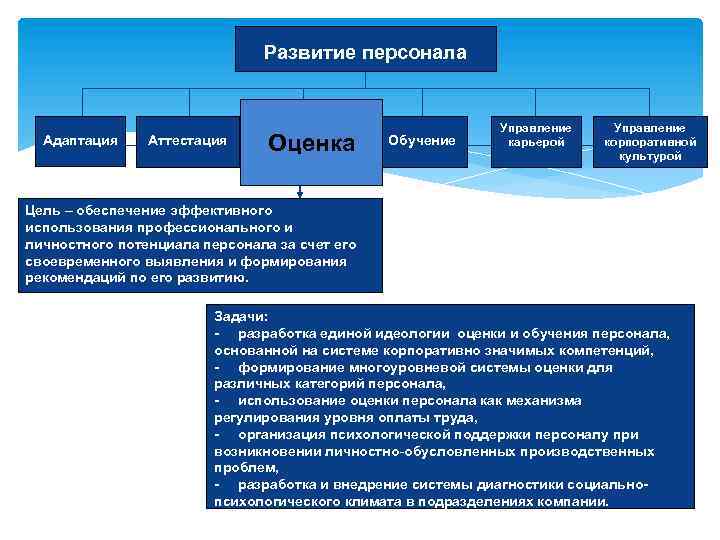 Создание персонала. Оценка и развитие персонала в организации. Подразделение развития персонала. Направления развития персонала. Процесс управления развитием персонала.