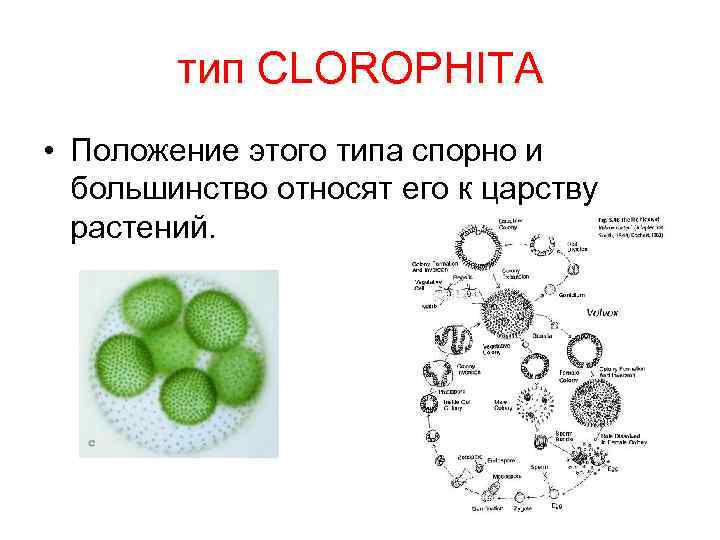 тип CLOROPHITA • Положение этого типа спорно и большинство относят его к царству растений.