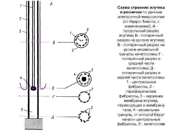 Схема строения жгутика и реснички по данным электронной микроскопии (по Нуаро Тимотэ, с изменениями).